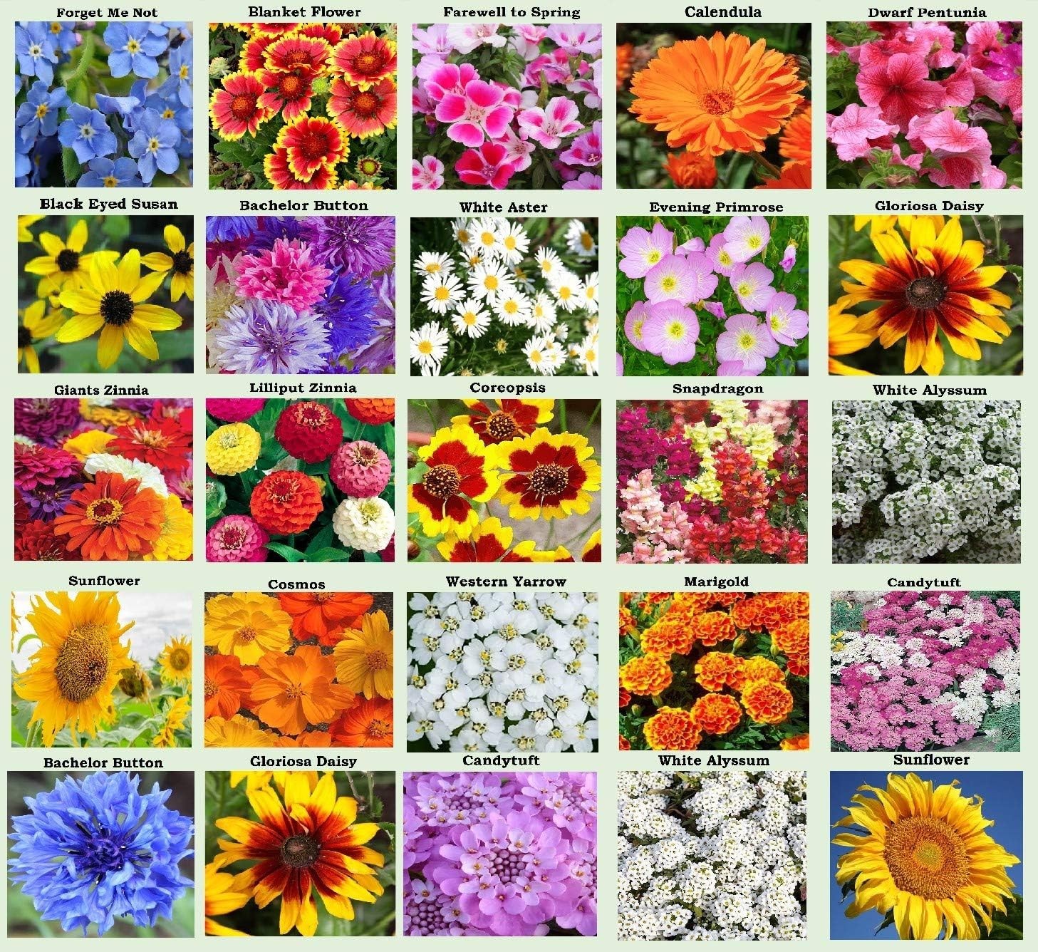 25 Pack Heirloom Flower Seeds – Colorful Varieties for Spring to Fall Bloom