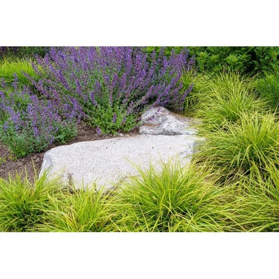 50 PERSIAN CATMINT Mussins Nepeta Racemosa Flower Seeds