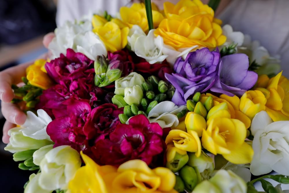 Double Freesia Flower Bulbs for Spring Planting – Mixed Colors for Bouquets -…