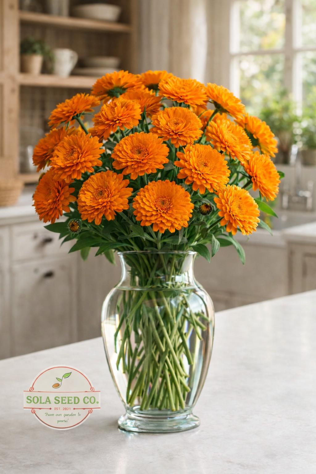30 Ball’s Orange Calendula Seeds, Calendula officinalis, Edible, Landscape, USA