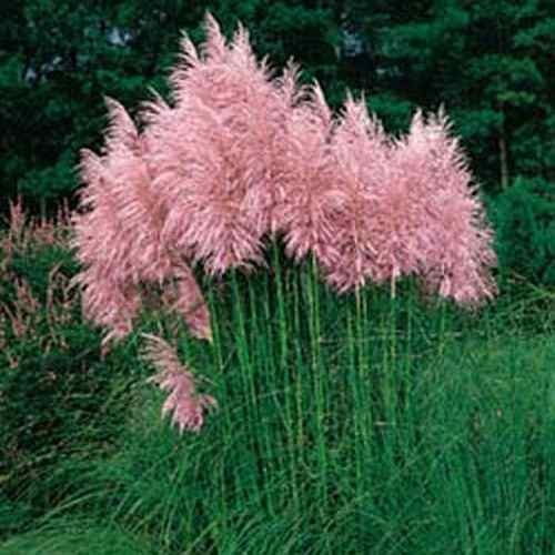 2000 Seeds Pink Pampas Drought Tolerant Ornamental Grass Plants Seed For