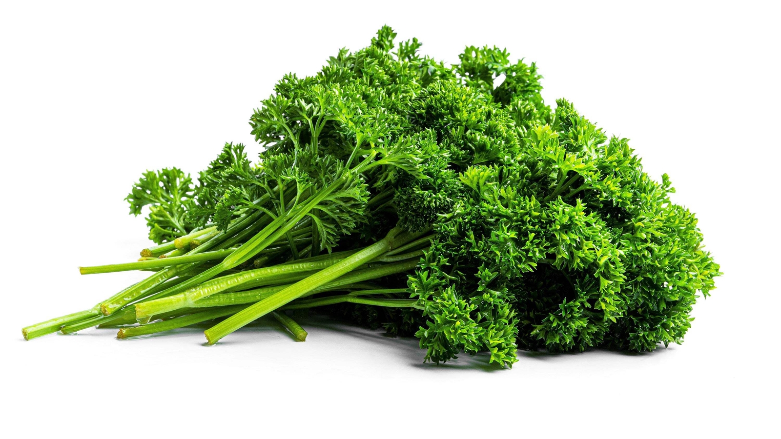 1500 TRIPLE CURLED PARSLEY Petroselinum Hortensis Herb Vegetable Seeds *Comb S/H