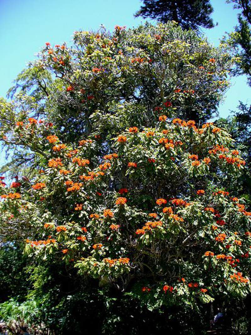 1-1000 PCS African Tulip Tree Seeds Spathodea Campanulata Red Flame Flower 0167