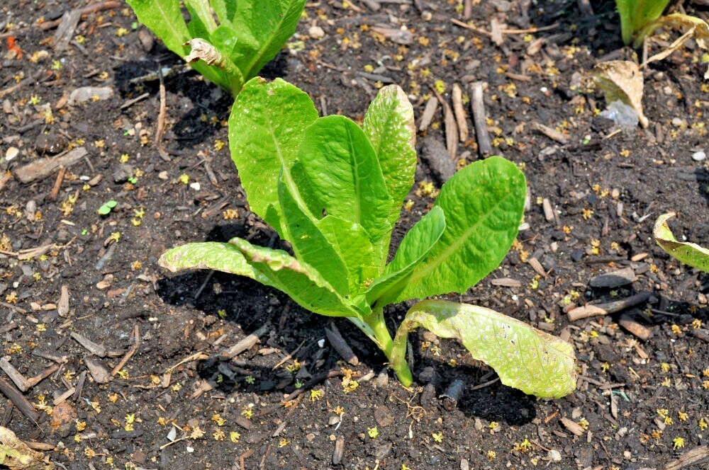 600+PARIS ISLAND Cos Romain LETTUCE Seeds Organic Spring Fall Garden Container