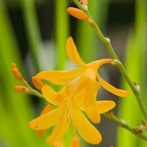 3 “George Davidson” Crocosmia Bulbs (Not Plants)- Top Size 8-10 cm