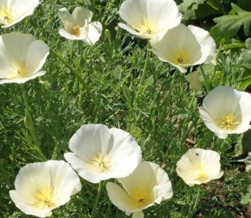 300+ California Poppy Linen White Seeds **Fresh Seeds** ~~Free Shipping~~