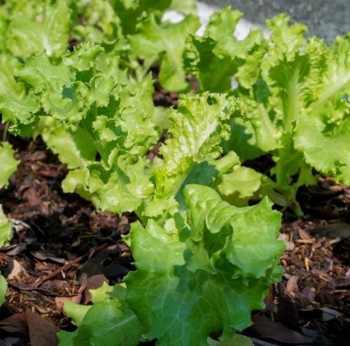 2g Fresh | NON-GMO | Grand Rapids Leaf Premium Lettuce Seeds-B 39