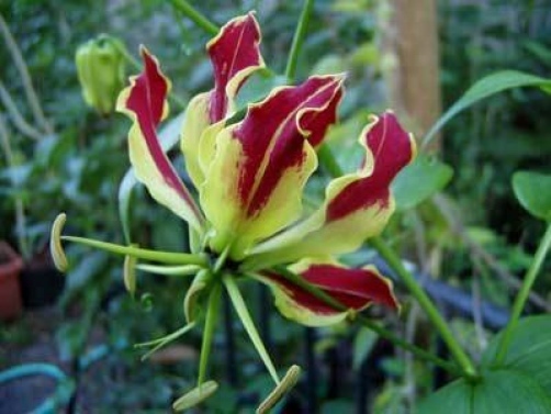 Gloriosa superba rothschildiana Glory Lily 10 seeds