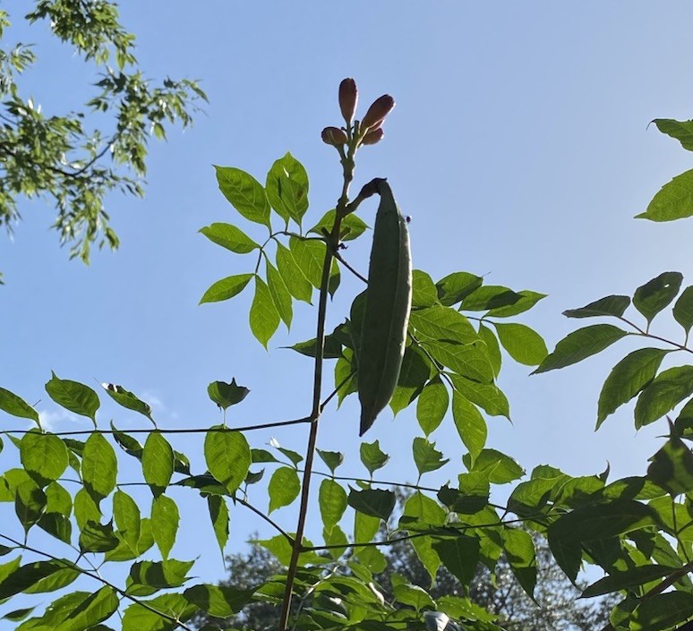 Orange Hummingbird (or Trumpet) Vine 25+ Seeds (Creeping Vine Plant) Pretty!