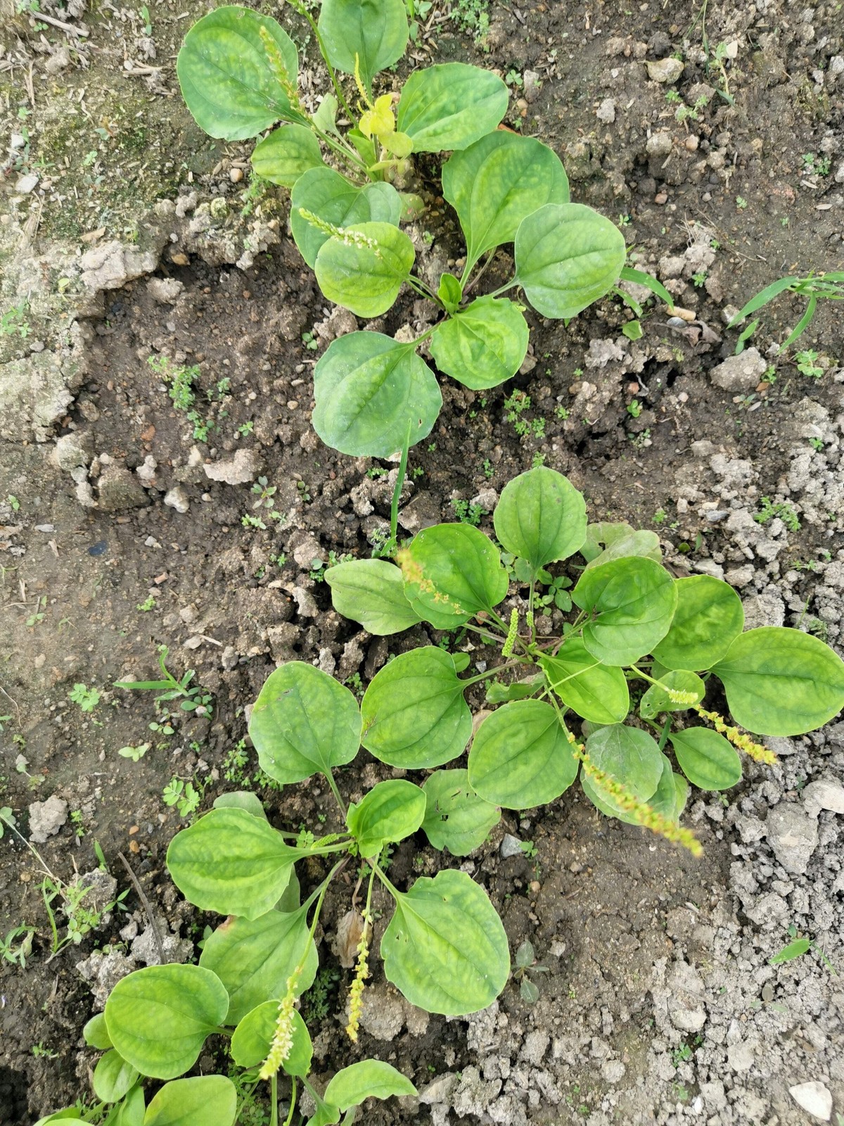 1000 CHINESE PLANTAIN Plantago Asiatica Herb Flower Seeds