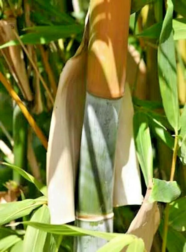 10 GIANT TIMBER BAMBOO SEEDS – Bambusa Oldamii
