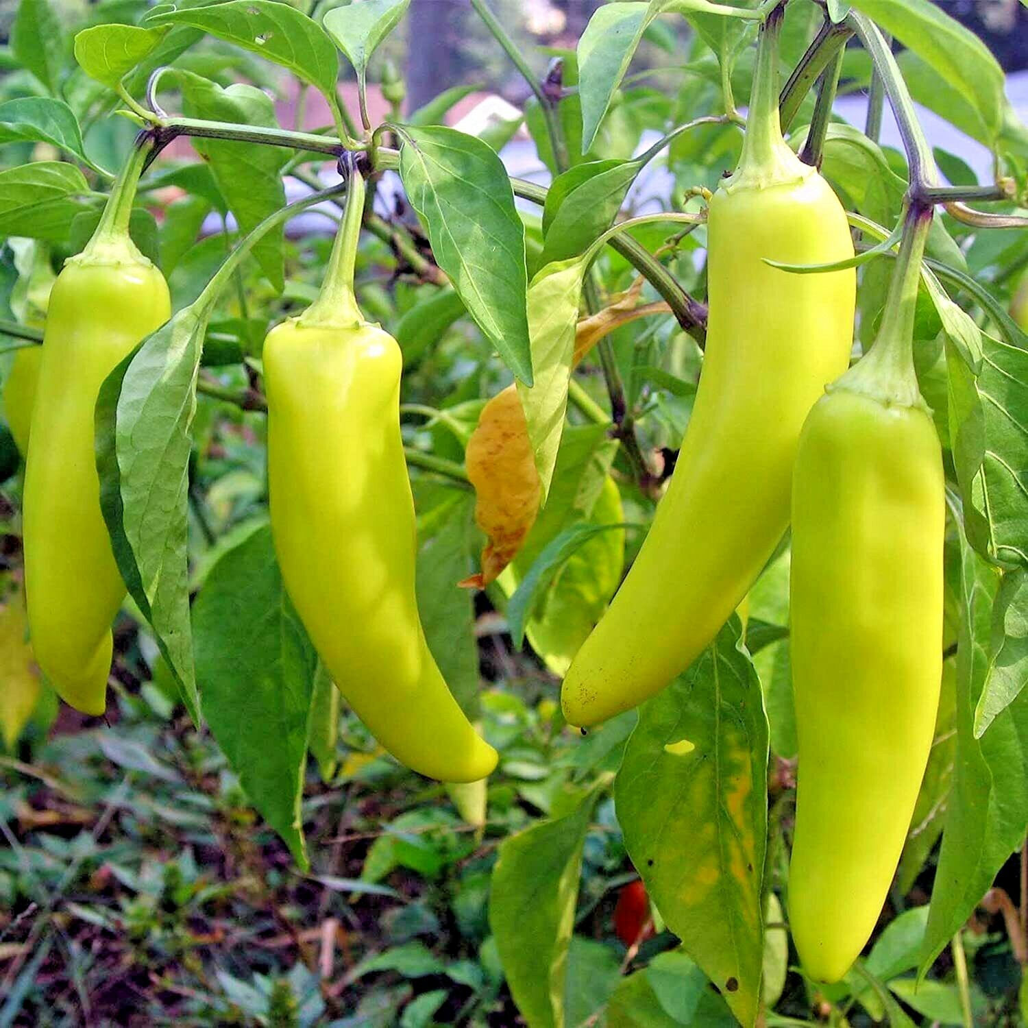 101+Sweet BANANA PEPPER Seeds Organic Vegetable Garden Container Hungarian Easy