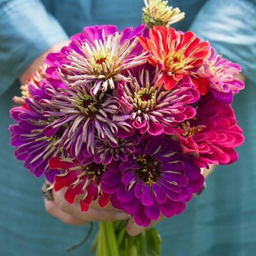 Zinnia METEOR SHOWER Mixed Colors 5″ Flowers Hard to Find USA Non-GMO 100 Seeds