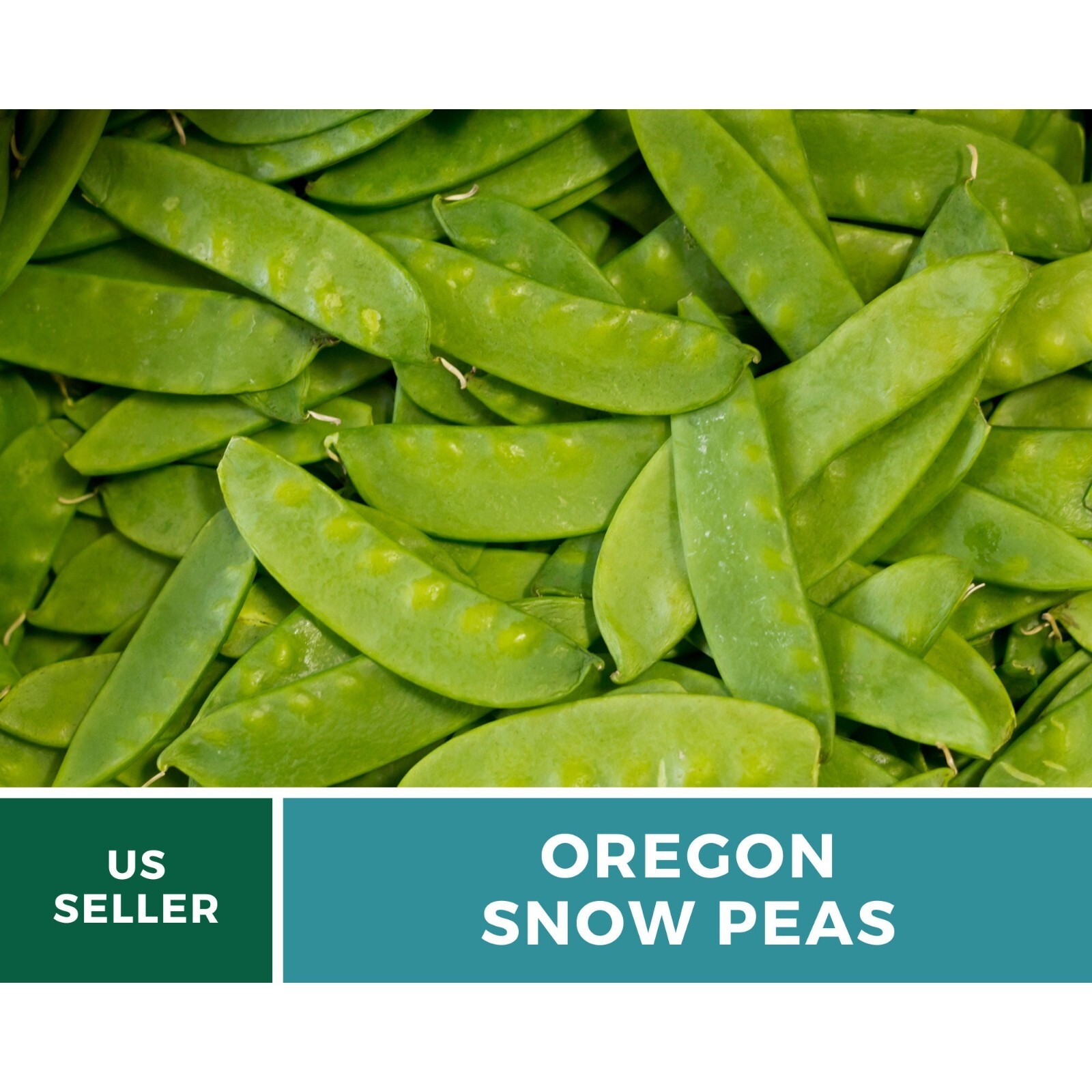 Peas, Snow, Oregon Sugar II – 25 Seeds – Heirloom Vegetable – Open Pollinated –