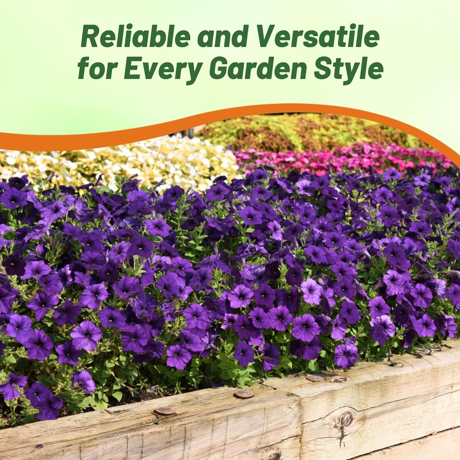 30 Seeds Blue Easy Wave Spreading Petunia Flower Seeds