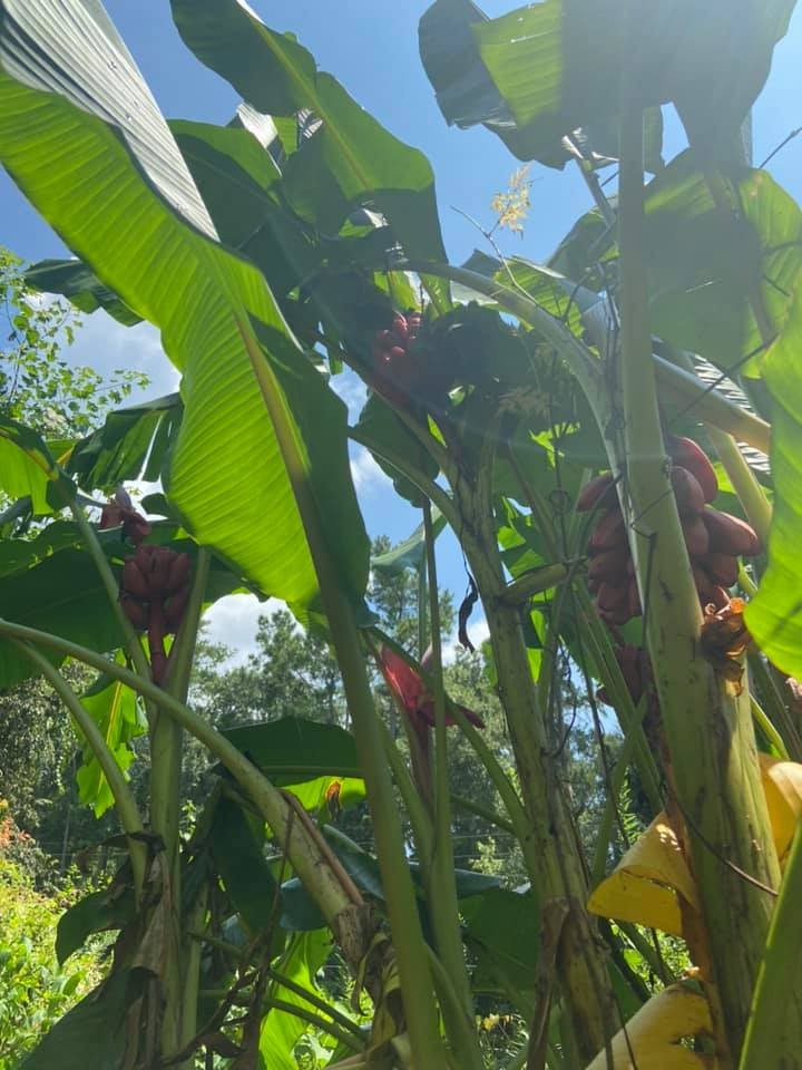 Musa velutina Seeds! Pink Dwarf Banana. Cold-Hardy, and LARGE Form!