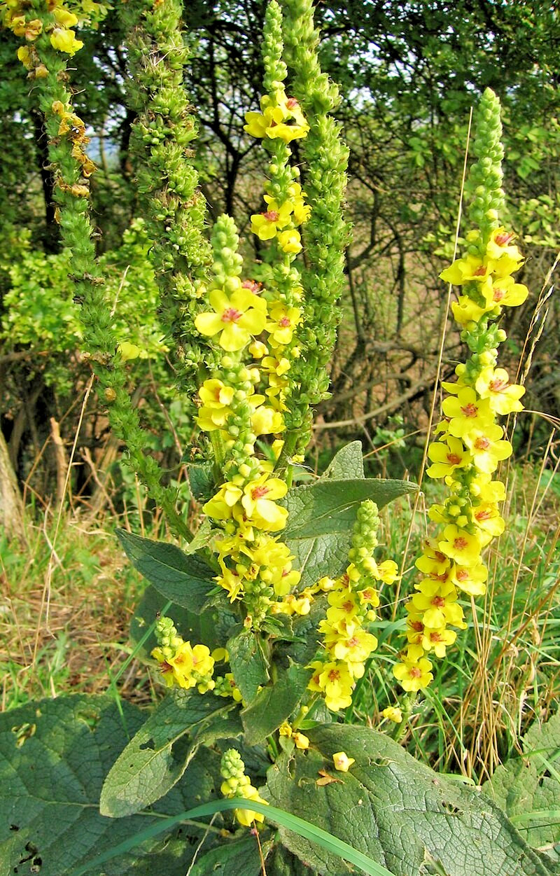 Mullein Olympicum 500 seeds, hardy 6-10′ tall, yellow flowers, Verbascum