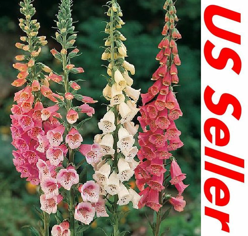 3000 Seeds Foxglove Seeds – Mix Colors Seeds G139, Home Garden Flowers