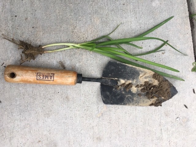 Fresh Cut Home Grown Herbs: Rosemary, Lavender, Garlic Chives, Oregano, Rue, Mar