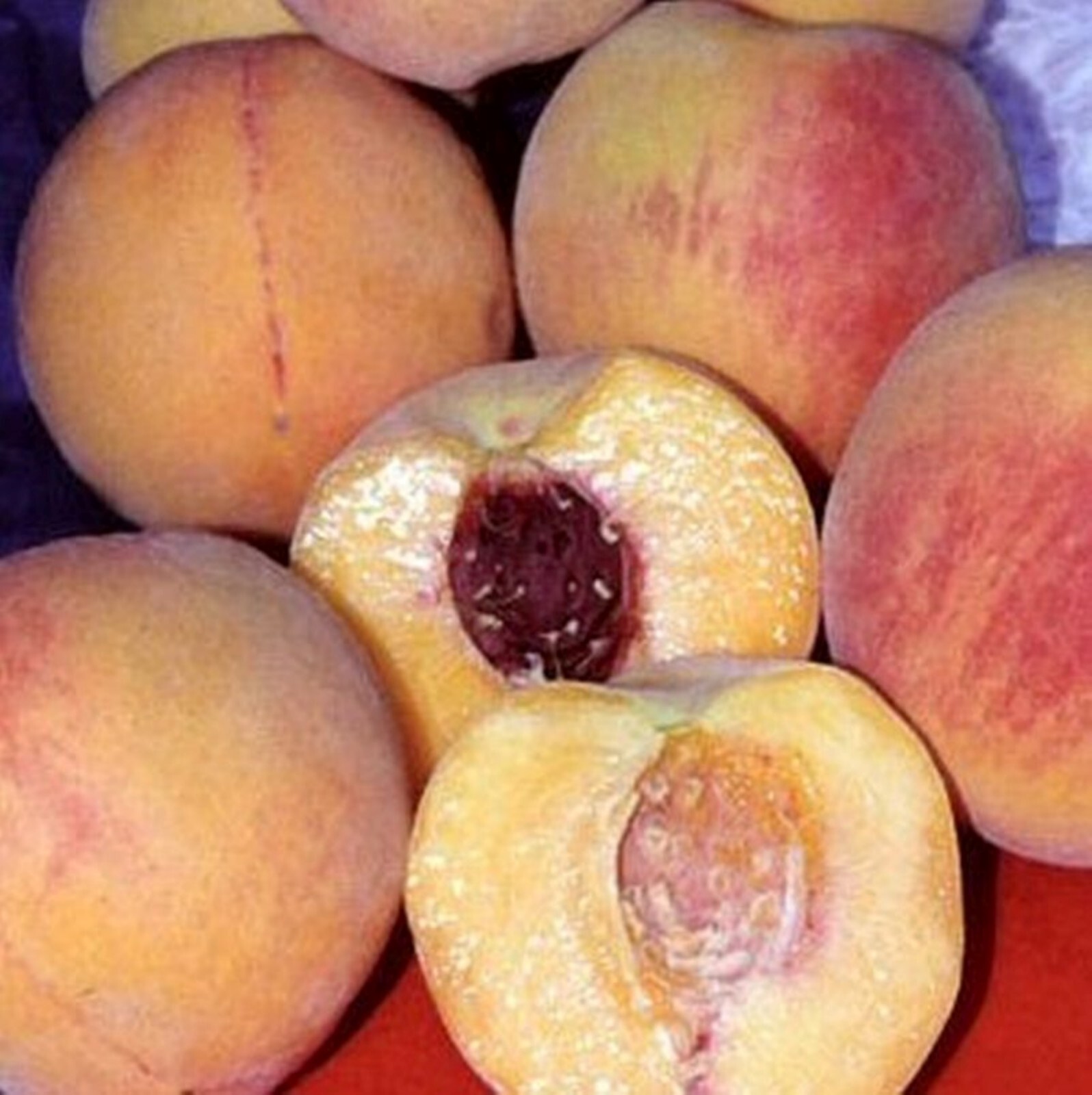 Elberta Peach seedling, live 1-2 y.o. plant, Bare root 14-16 inches tall