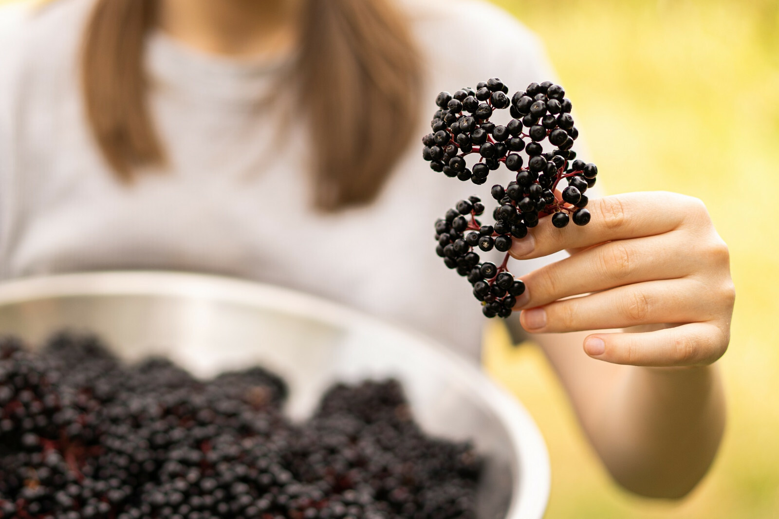 80 European Black Elderberry Seeds (Sambucus nigra), MEDICINAL TREE, USA Seller
