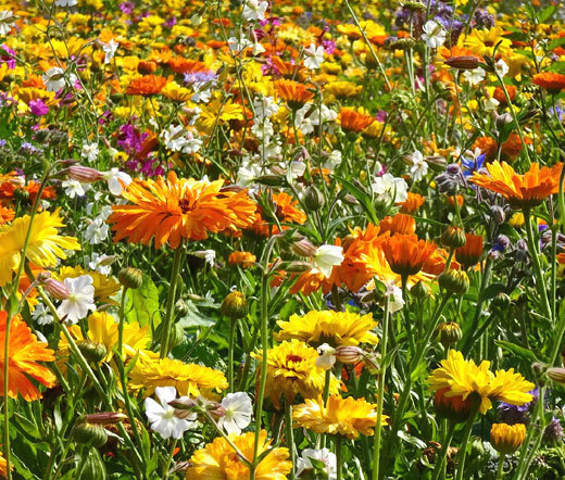 WILDFLOWER MIX 3B BEE, BIRD, BUTTERFLY – 2 Ounces Bulk Seeds