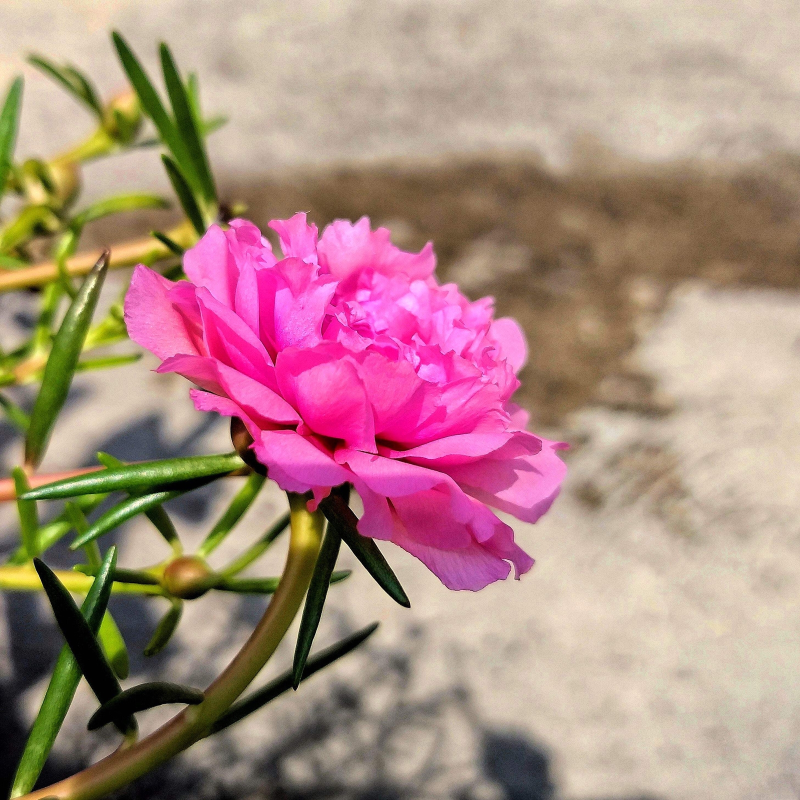 100 PINK PORTULACA Grandiflora / MOSS ROSE Flower Seeds *Flat S/H