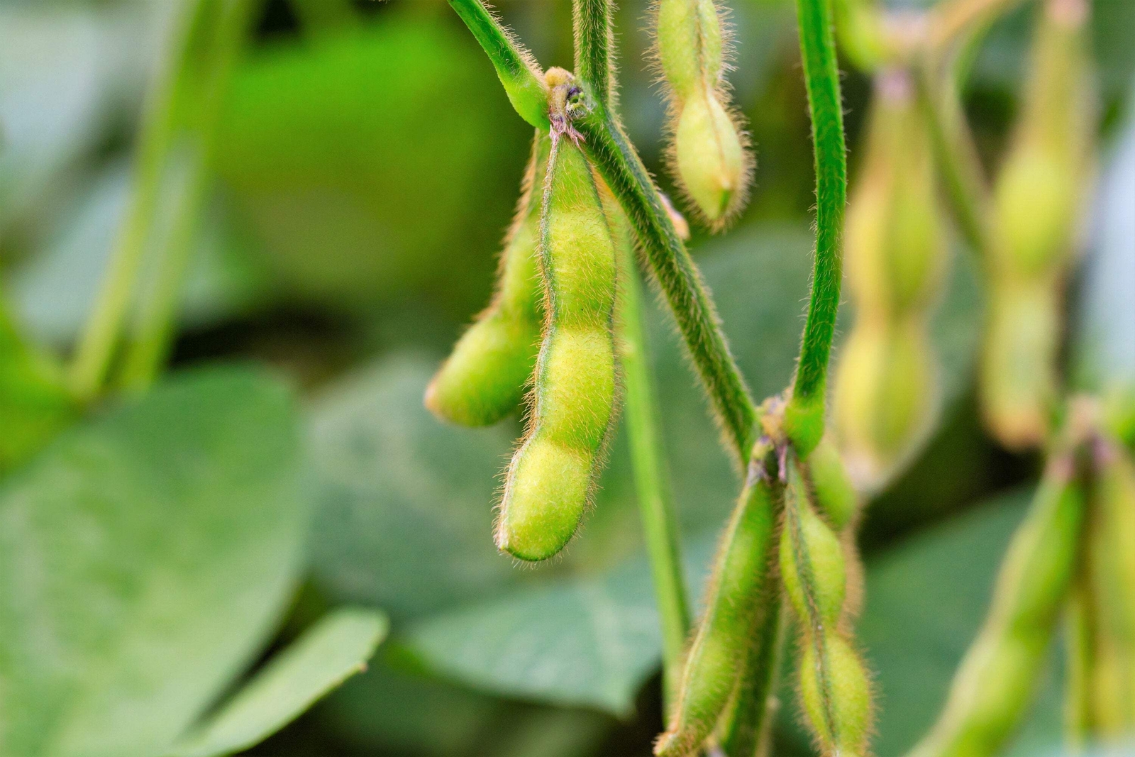 20 Organic MIDORI GIANT SOYBEAN Edamame Glycine Max Green Bean Vegetable Seeds