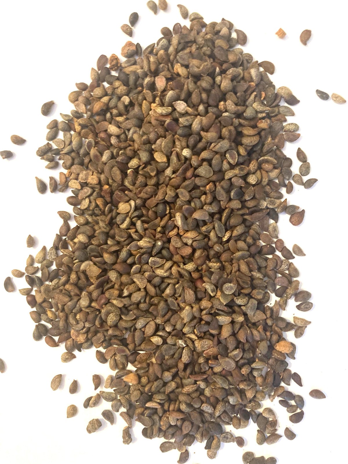Bradford Pear Seeds (Pyrus Calleryana) Callery Pear