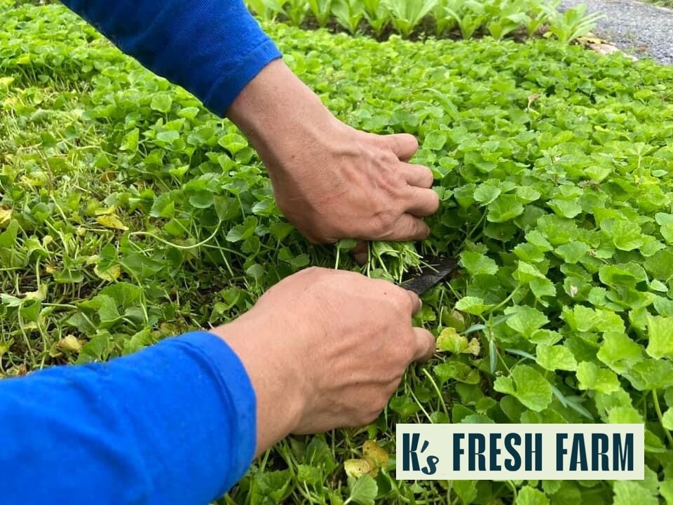 PENNYWORT , GOTU KOLA, CENTELLA ASIATICA SEEDS, HẠT RAU MÁ LÁ LỚN (+200 PCS)