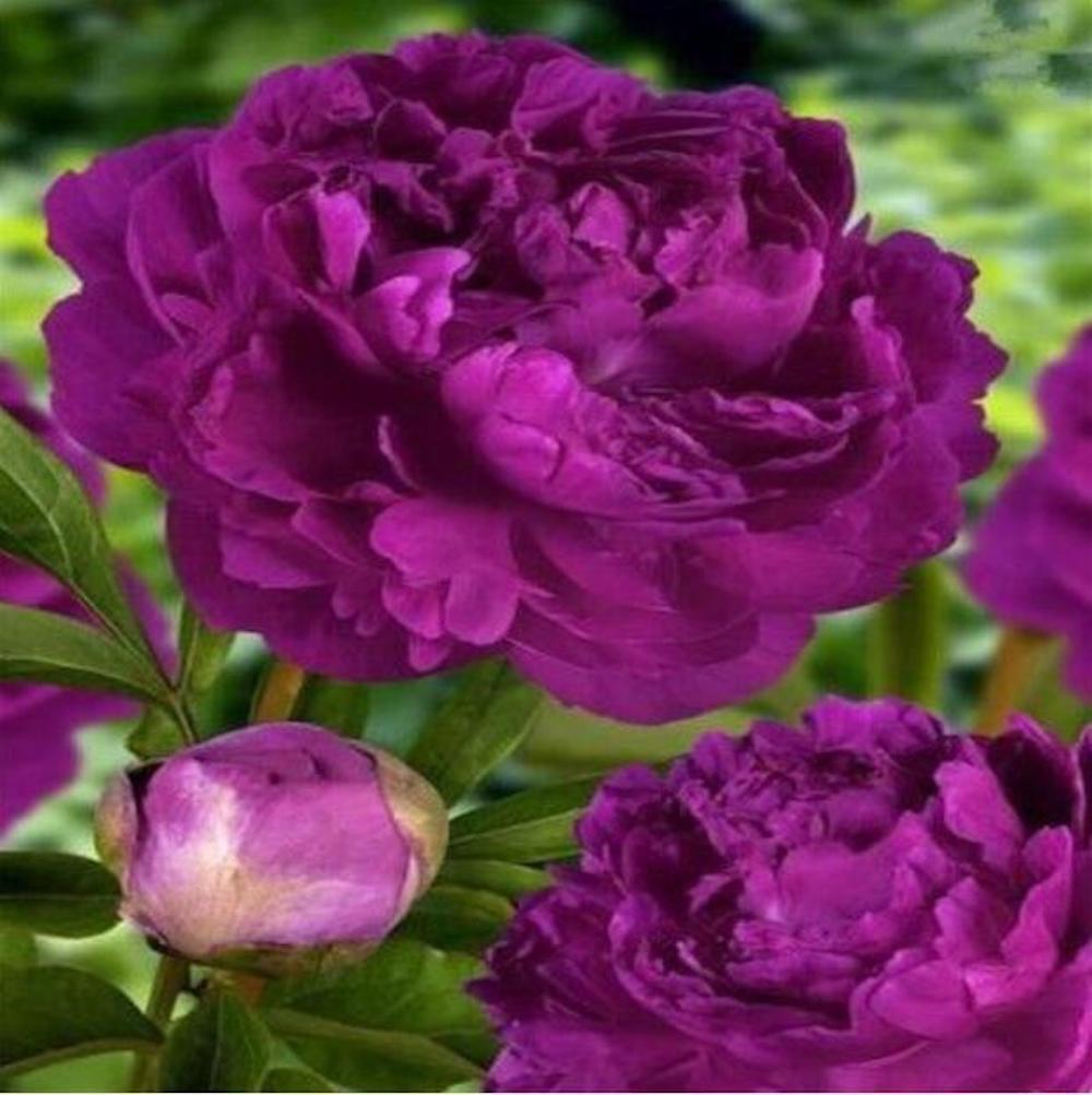 20 PEONIES FLOWER SEEDS rare exotic blossom bloom house plant garden germination