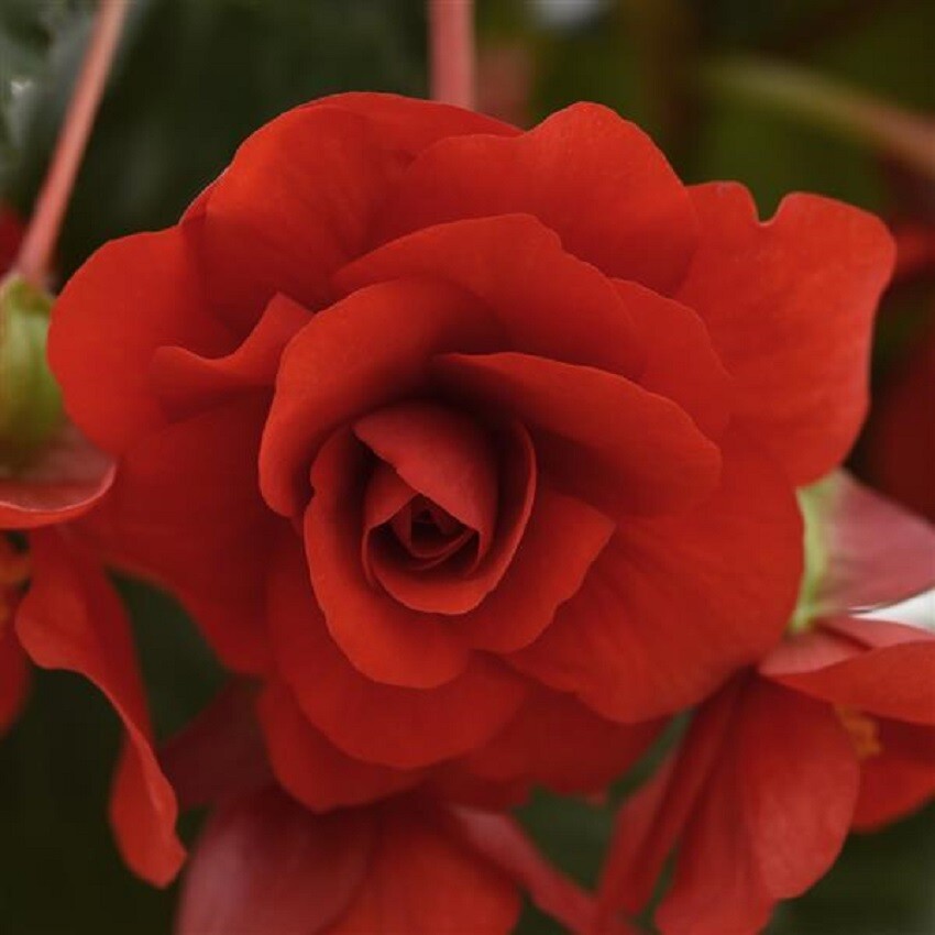 Begonia Seeds Begonia Sun Dancer Red 15 Pelleted Seeds Trailing
