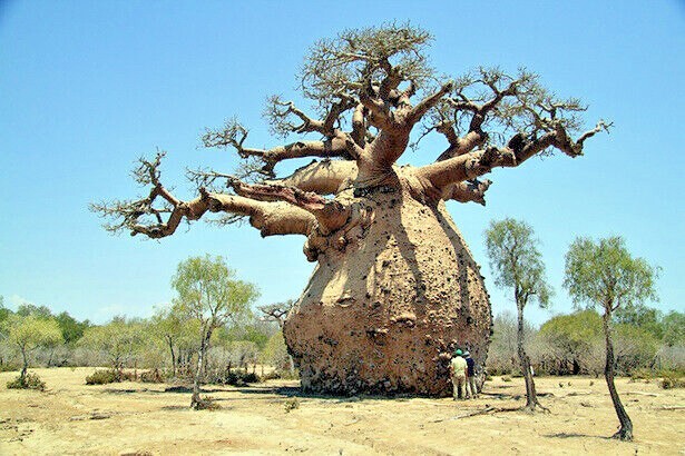 10 Baobab Seeds Adansonia digitata Tree of Life Rare Monkey Bread Bonsai Plant