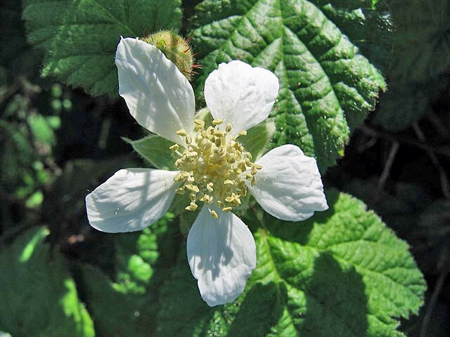 Rubus ursinus | California Blackberry | 20 Seeds