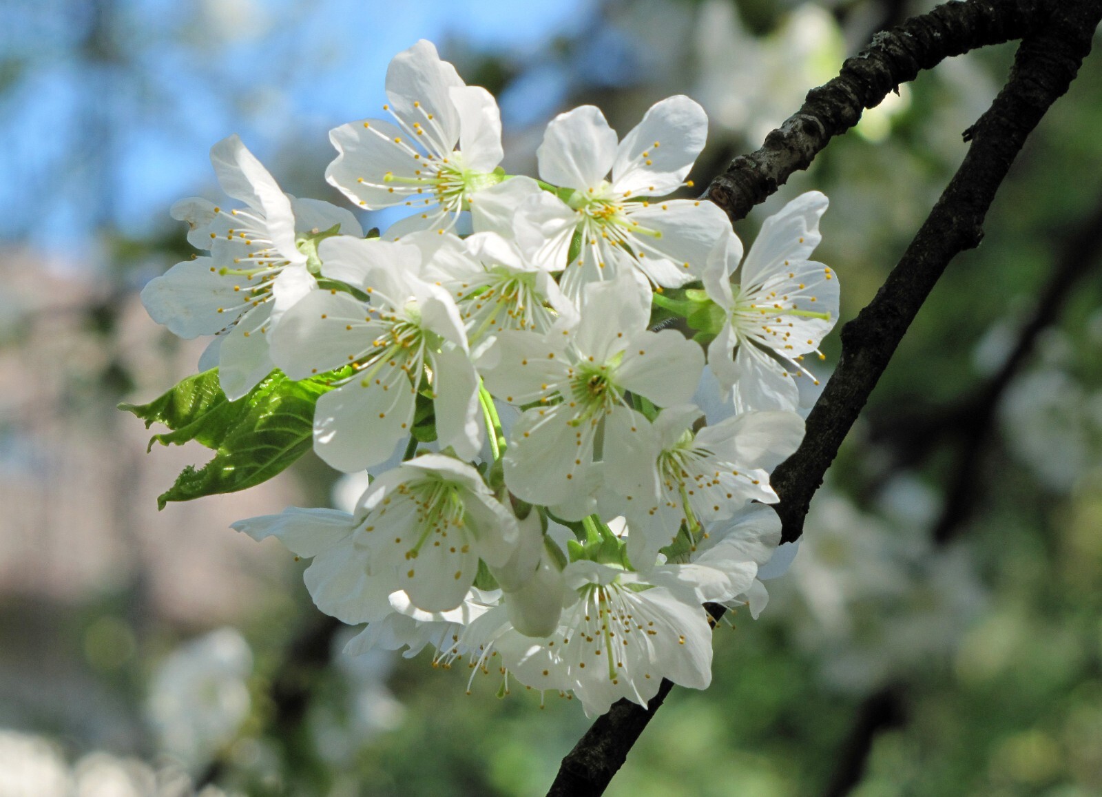 European Sweet Cherry Tree | Premium Seeds | Prunus avium ‘Fall’ | Plants’®