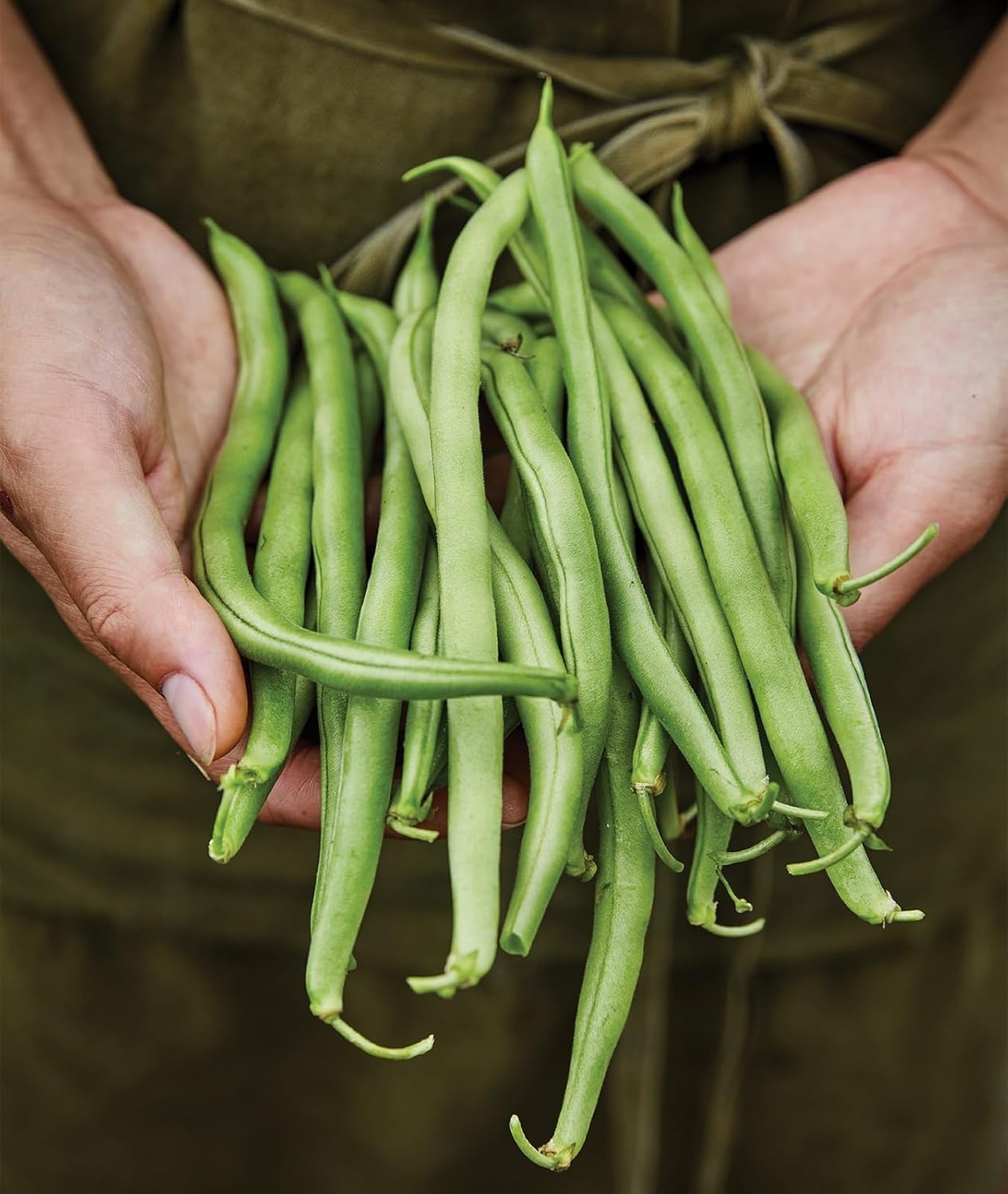 Non-GMO Blue Lake 274 Heirloom Bush Bean Seeds – 8 Oz for Delicious Harvest