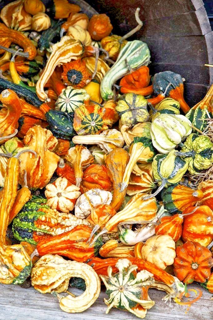 30+SMALL MIXED GOURDS Seeds Hard Shell Type Crafts Autumn Decoration Baskets