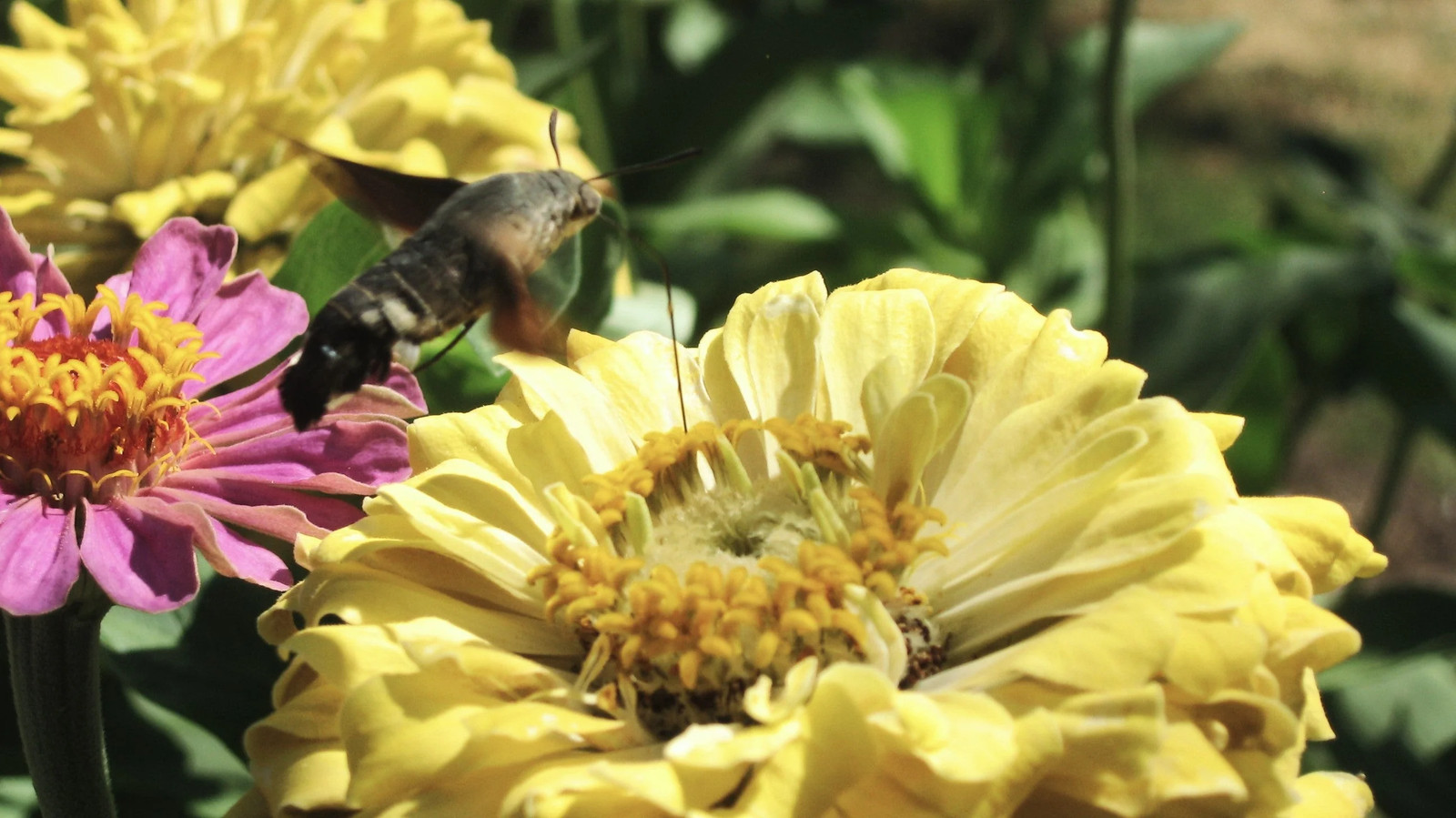 Isabellina Baby Yellow Zinnia Seeds – For 2025 Planting Lemon Queen Bright Sunny