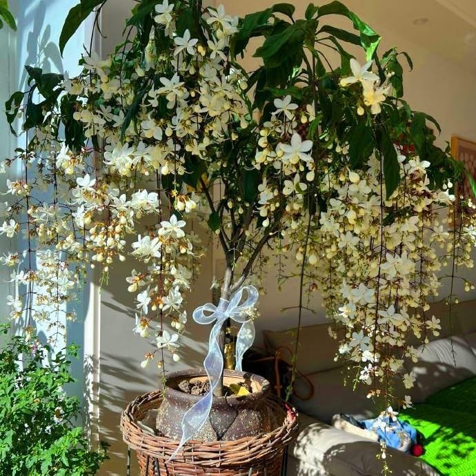 Climbing Weeping Jasmine Seeds for Planting, 300+Pcs Fragrant Climber Jasmine Pe