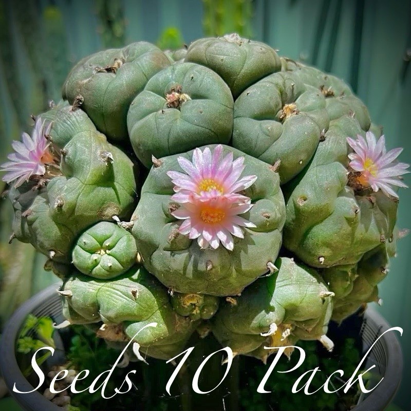 RARE SEEDS (10pk) L0ph…v. Texana x10 (Ten) Cactus US SELLER