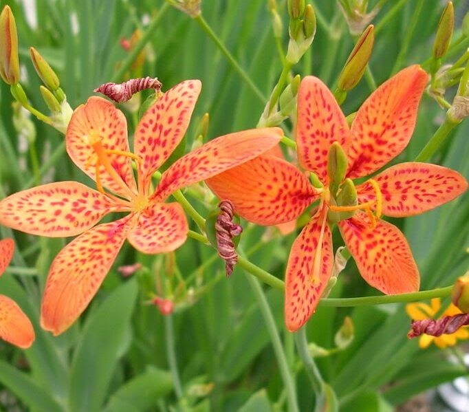 Iris Domestica / Belamcanda Chinensis 150 Seeds, Blackberry Herb or Leopard Lily
