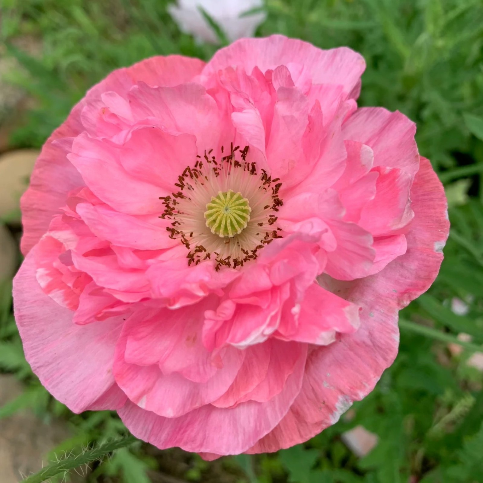 1000 Bright Pink Poppy Seeds – Double Bloom Heirloom Papaver for Garden Display