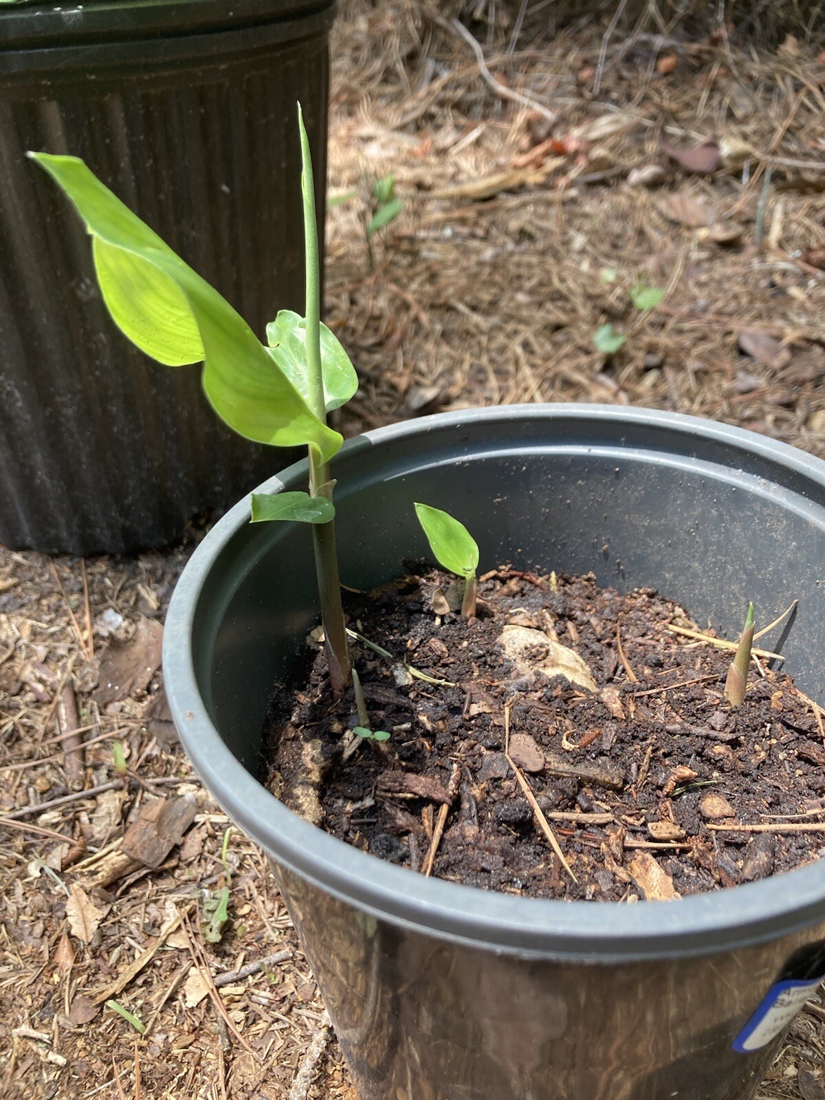 Shampoo Ginger Rhizomes x6 (Free x2 SUPRISE SLIPS p/ single order) Multiplies!