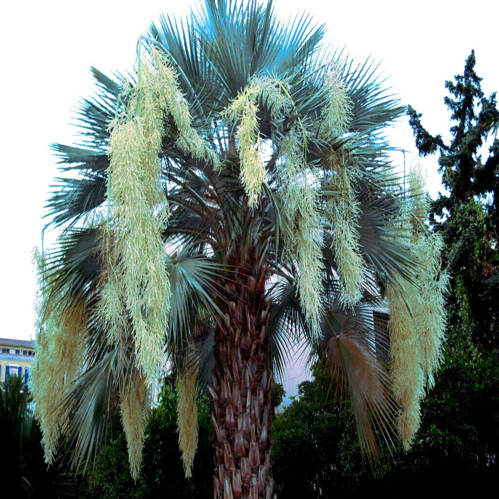 10 Mexican Blue Hesper Fan Palm Tree Seeds Grey Goddess Tropical Cold Hardy!