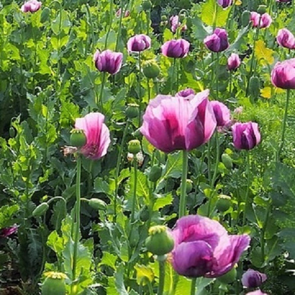 20,000 Hungarian Stratified Papaever Somniferum Poppy Seeds For Planting Organic