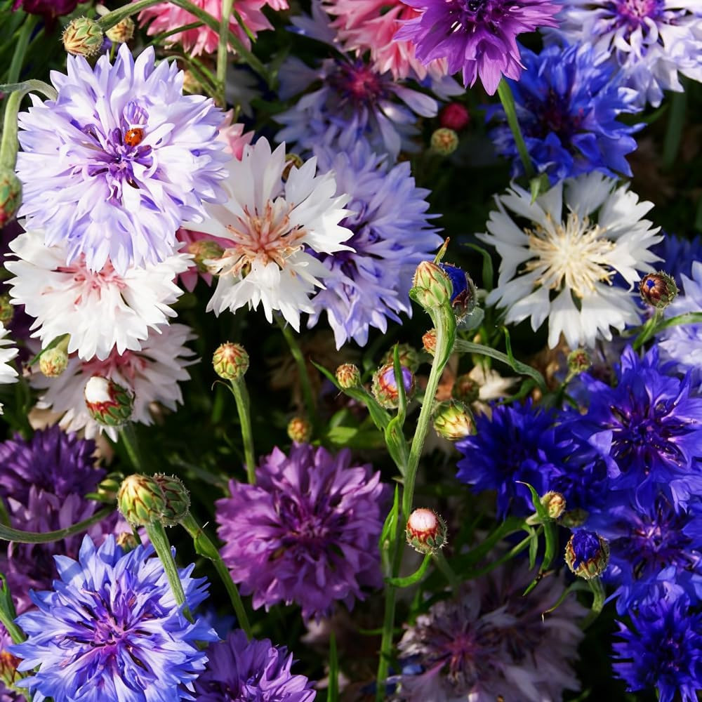 1008+ Dwarf Colorful Cornflower Seeds Perennial, Cornflower Seeds Mix for Planti