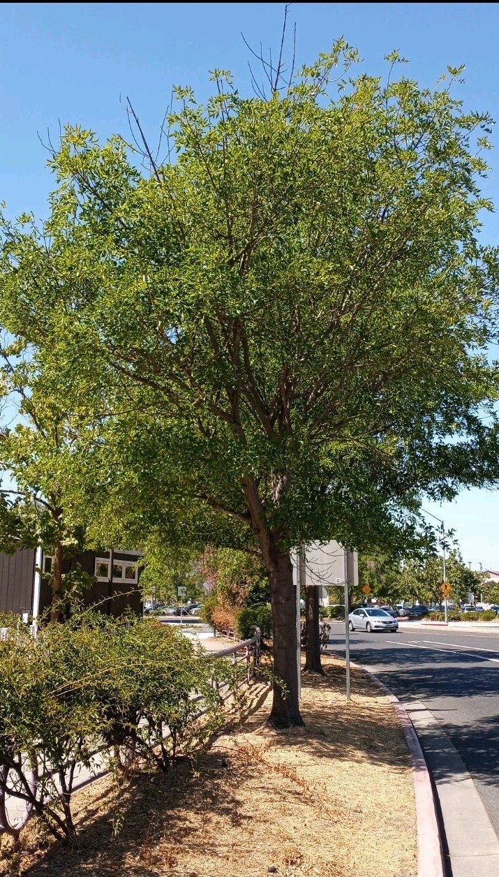 20 White Ash tree seeds Fraxinus americana