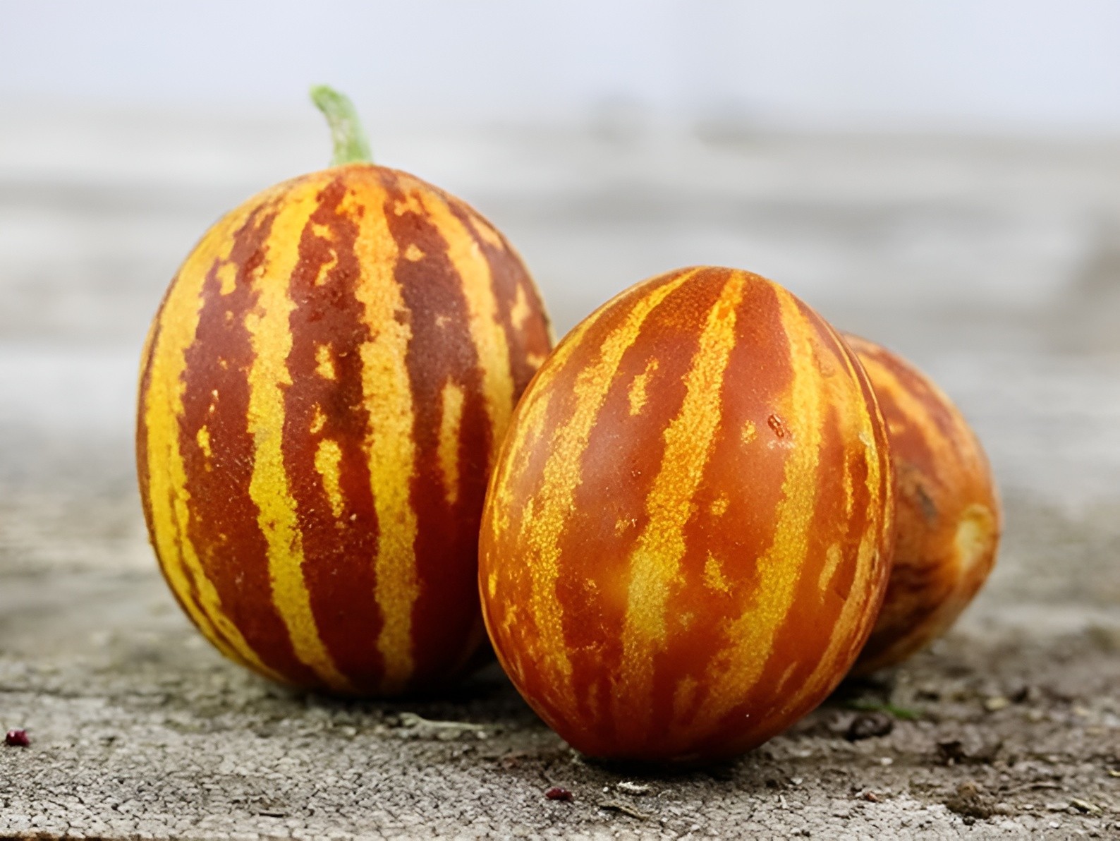 25 Heirloom Rich Sweetness Melon Seeds – Candy Sweet Personal Sized Exotic Melon