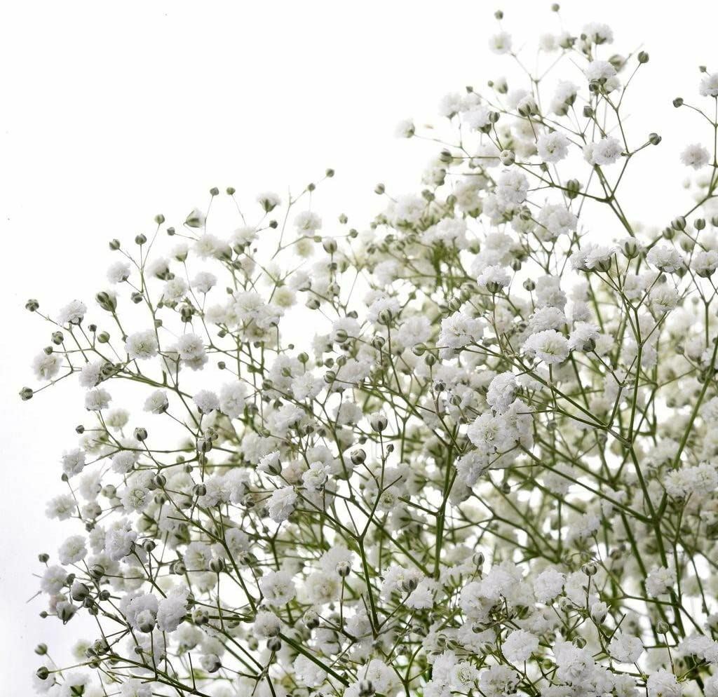 Baby’s Breath Flower Seeds, “COOL BEANS N SPROUTS” Brand. Home Gardening.