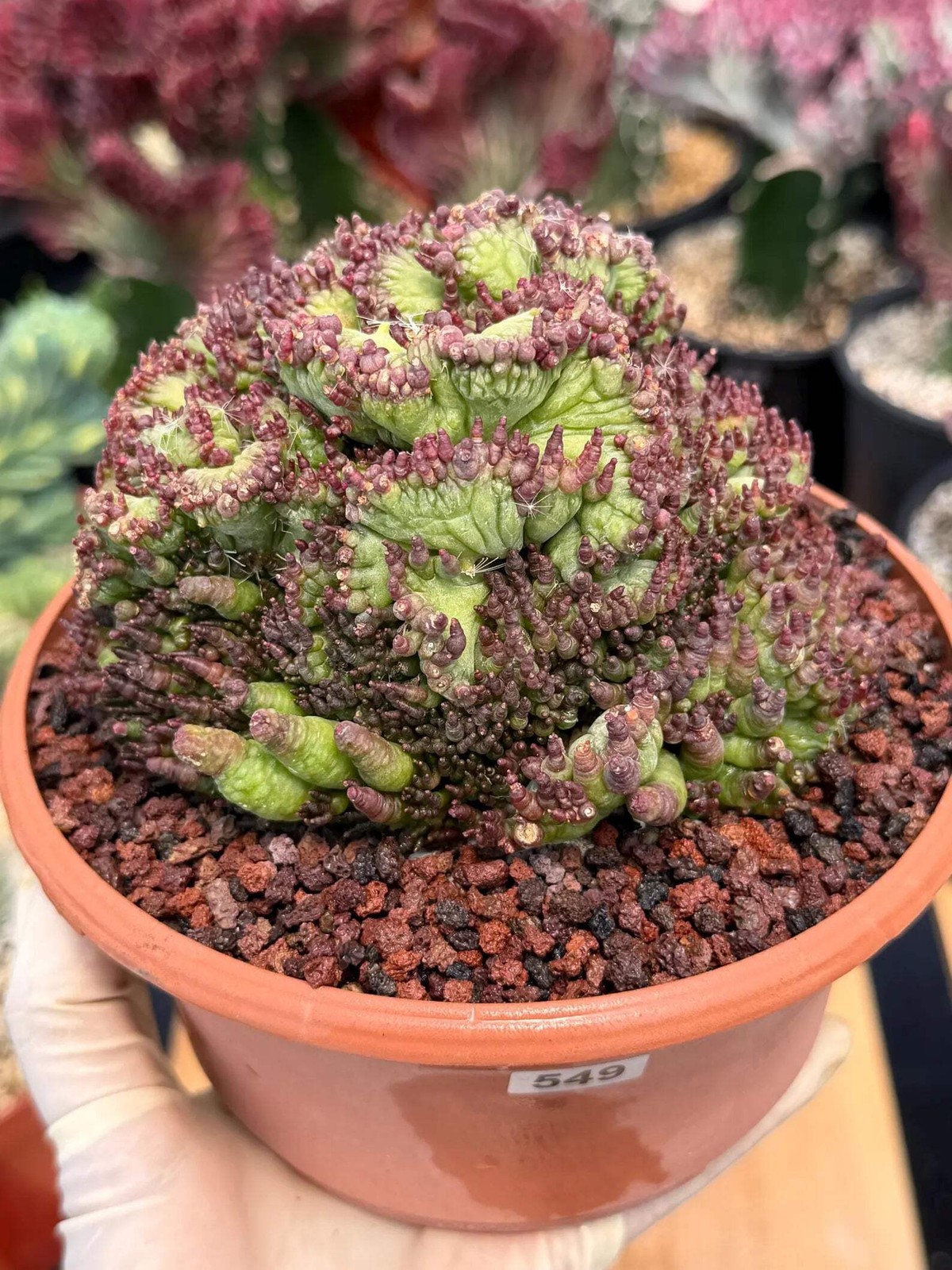 Crested Mammillaria bocasana cv. Fred | Rare Collector Cactus | Unique Live Succ